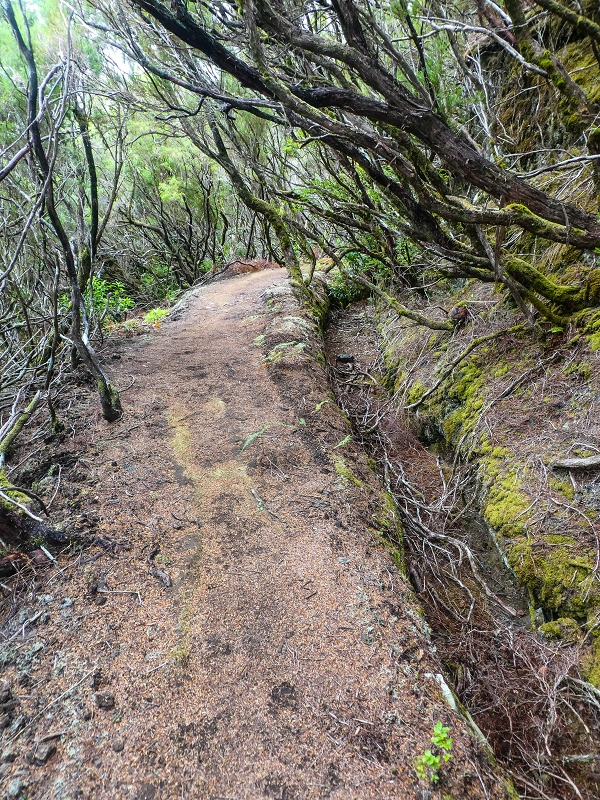 06.08.2021 Auf Entdeckungstour im Rabaçalgebiet: Tunel Vieira de Castro und Levada da Senhora — Weiter auf der Levada do Furado Velho — Foto 12