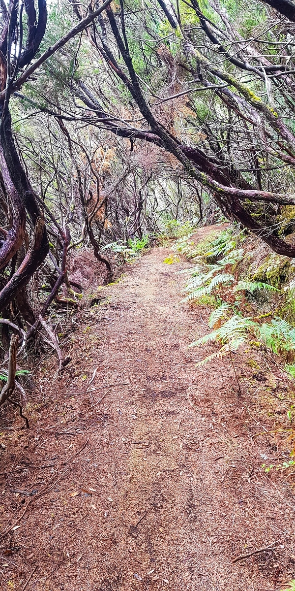 06.08.2021 Auf Entdeckungstour im Rabaçalgebiet: Tunel Vieira de Castro und Levada da Senhora — Weiter auf der Levada do Furado Velho — Foto 13