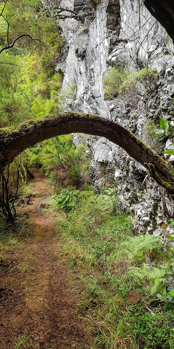06.08.2021 Auf Entdeckungstour im Rabaçalgebiet: Tunel Vieira de Castro und Levada da Senhora — Weiter auf der Levada do Furado Velho — Foto 14