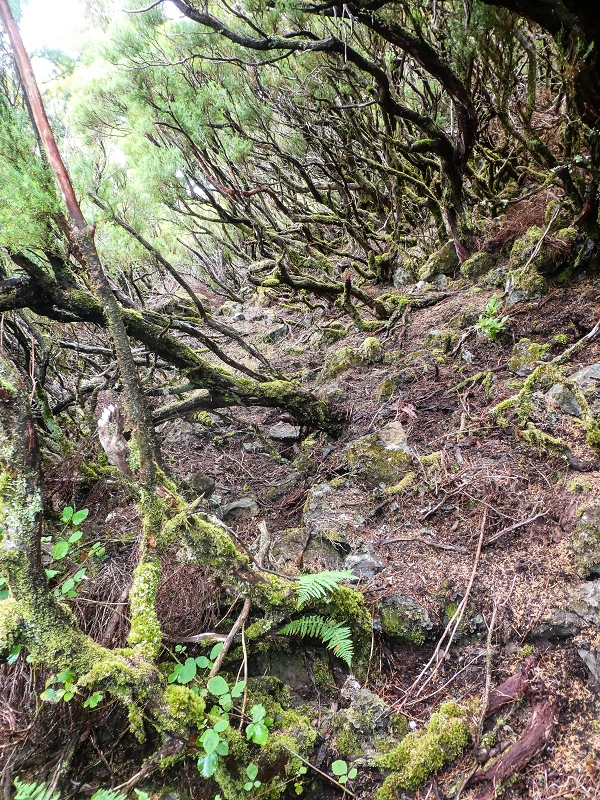 06.08.2021 Auf Entdeckungstour im Rabaçalgebiet: Tunel Vieira de Castro und Levada da Senhora — Auf der Levada da Senhora — Foto 1