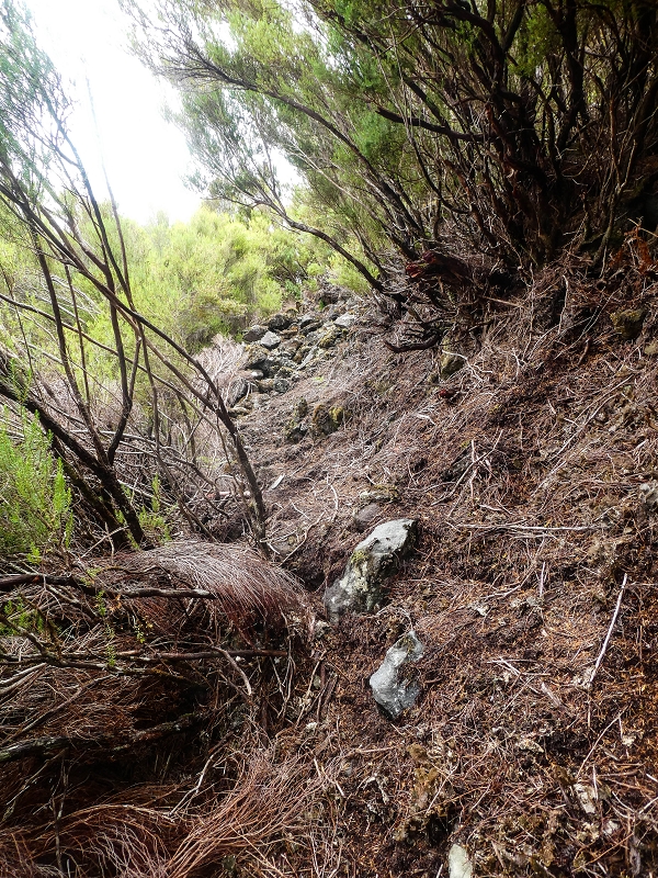 06.08.2021 Auf Entdeckungstour im Rabaçalgebiet: Tunel Vieira de Castro und Levada da Senhora — Auf der Levada da Senhora — Foto 3