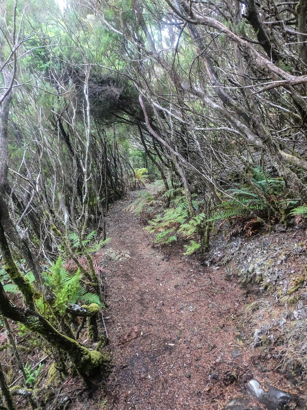 06.08.2021 Auf Entdeckungstour im Rabaçalgebiet: Tunel Vieira de Castro und Levada da Senhora — Abstieg zum Furado Velho und weiter auf der Levada do Furado Velho — Foto 1