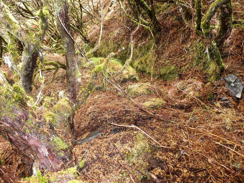 06.08.2021 Auf Entdeckungstour im Rabaçalgebiet: Tunel Vieira de Castro und Levada da Senhora — Auf der Levada da Senhora — Foto 9