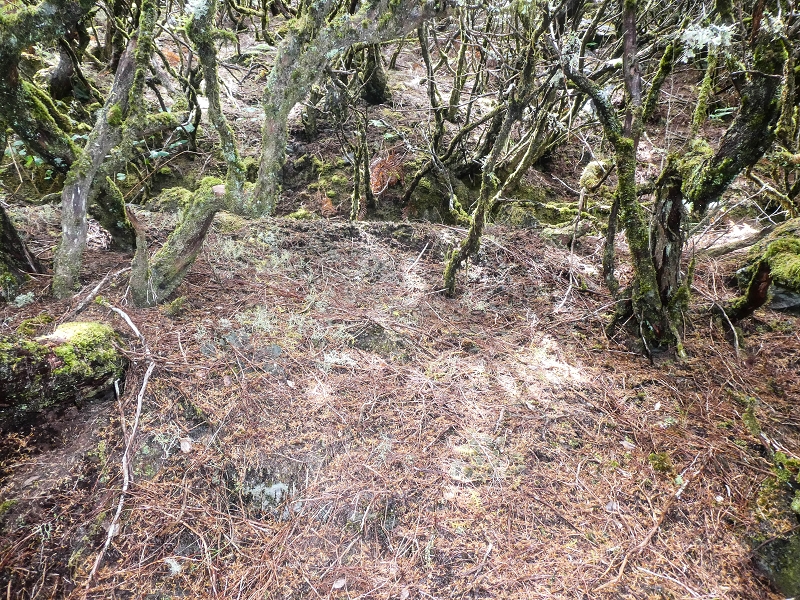 06.08.2021 Auf Entdeckungstour im Rabaçalgebiet: Tunel Vieira de Castro und Levada da Senhora — Spuren der Levada dos Moinhos — Foto 1