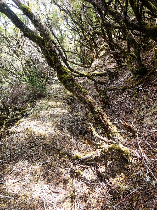 06.08.2021 Auf Entdeckungstour im Rabaçalgebiet: Tunel Vieira de Castro und Levada da Senhora — Spuren der Levada dos Moinhos — Foto 2