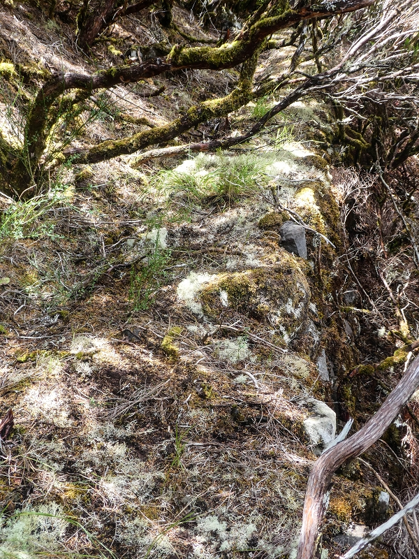 06.08.2021 Auf Entdeckungstour im Rabaçalgebiet: Tunel Vieira de Castro und Levada da Senhora — Weiter auf der Levada da Senhora — Foto 3
