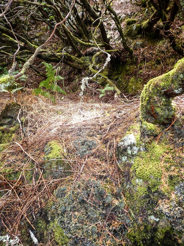 06.08.2021 Auf Entdeckungstour im Rabaçalgebiet: Tunel Vieira de Castro und Levada da Senhora — Spuren der Levada dos Moinhos — Foto 6