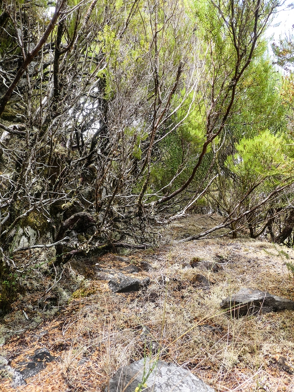 06.08.2021 Auf Entdeckungstour im Rabaçalgebiet: Tunel Vieira de Castro und Levada da Senhora — Spuren der Levada dos Moinhos — Foto 3