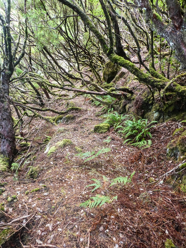 06.08.2021 Auf Entdeckungstour im Rabaçalgebiet: Tunel Vieira de Castro und Levada da Senhora — Weiter auf der Levada da Senhora — Foto 4