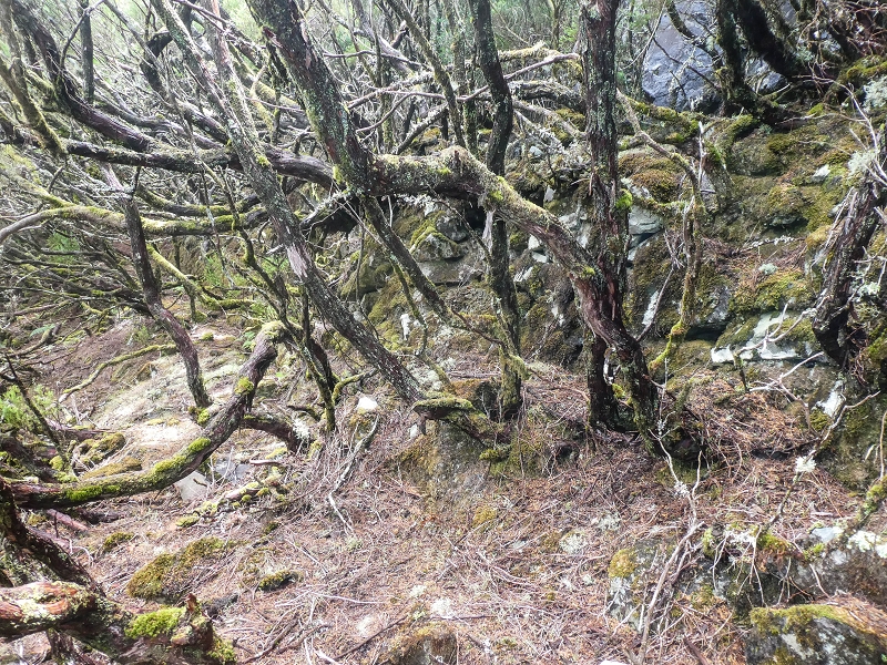 06.08.2021 Auf Entdeckungstour im Rabaçalgebiet: Tunel Vieira de Castro und Levada da Senhora — Weiter auf der Levada da Senhora — Foto 5