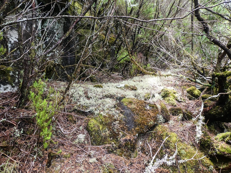 06.08.2021 Auf Entdeckungstour im Rabaçalgebiet: Tunel Vieira de Castro und Levada da Senhora — Weiter auf der Levada da Senhora — Foto 6