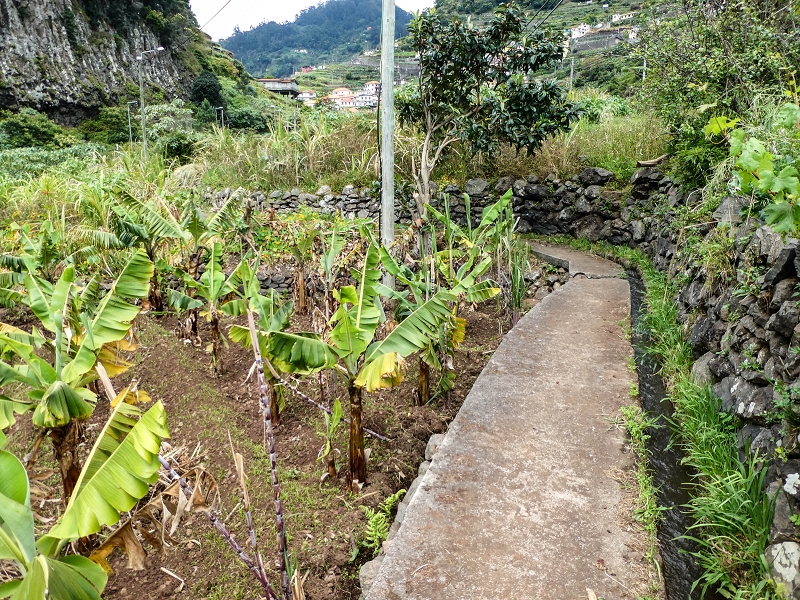 Levada do Desembarcadouro — Abschnitt 3 — Foto 5