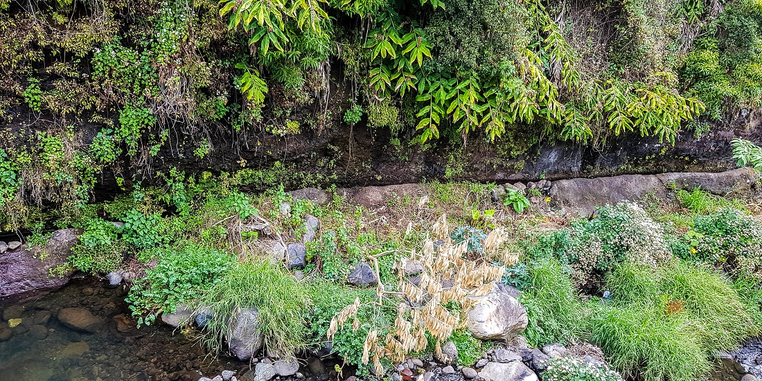 Levada do Desembarcadouro — Abschnitt 1 — Foto 2