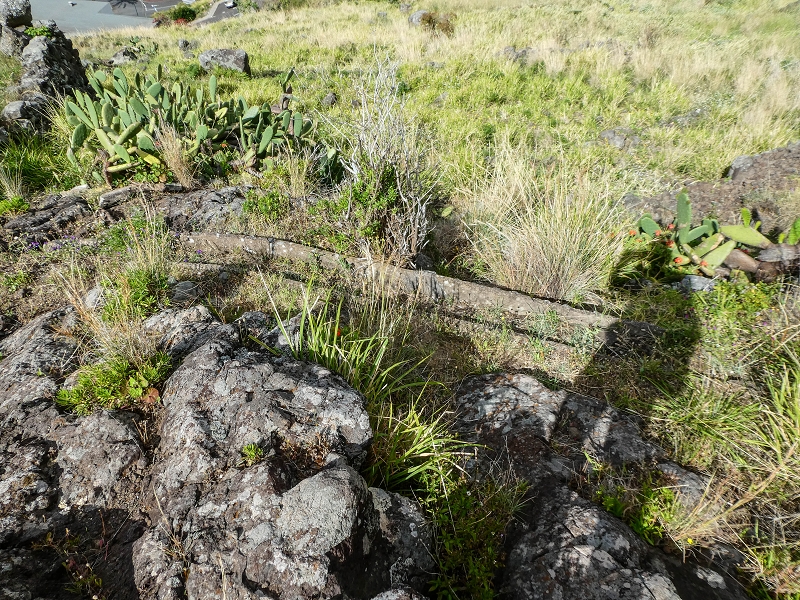 7 May 2019 Circular walk on two levadas around Machico — From Machico to the end at the cliff — photo 18