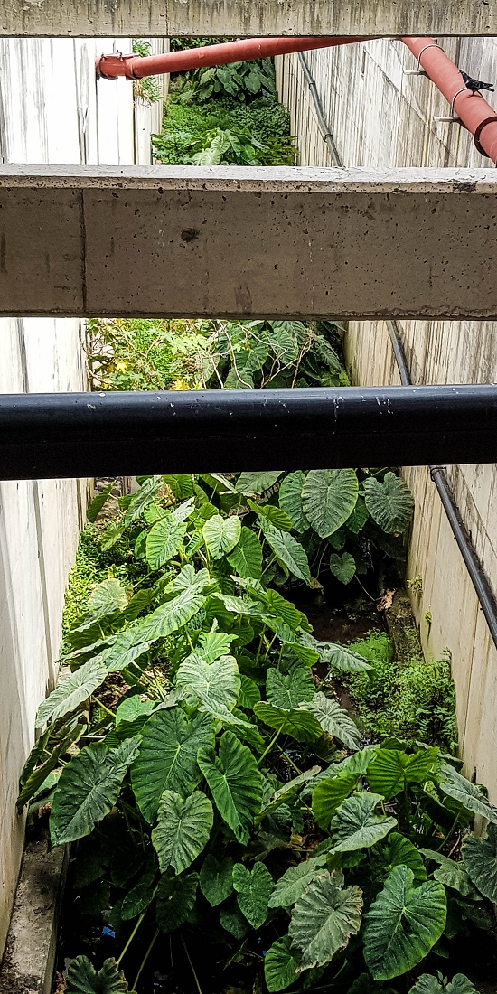 7 May 2019 Circular walk on two levadas around Machico — Back to the Levada das Figueiras — photo 10