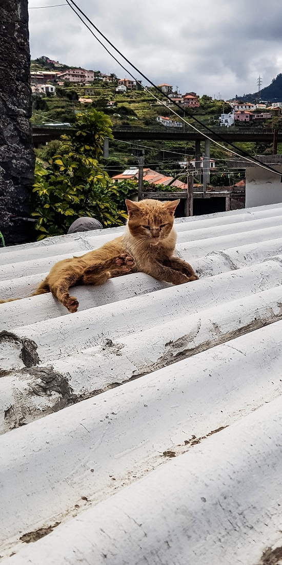 7 May 2019 Circular walk on two levadas around Machico — Back to the Levada das Figueiras — photo 19