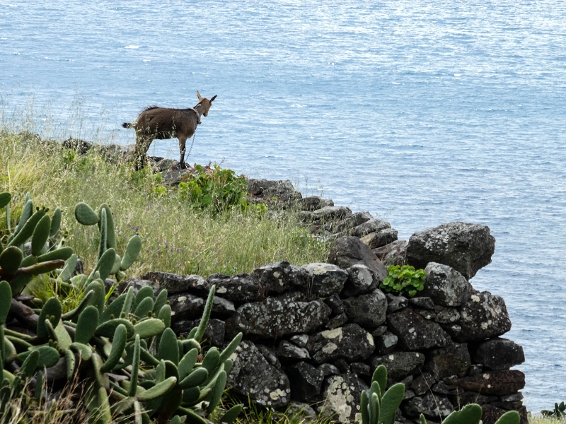 7 May 2019 Circular walk on two levadas around Machico — Back into civilisation — photo 4