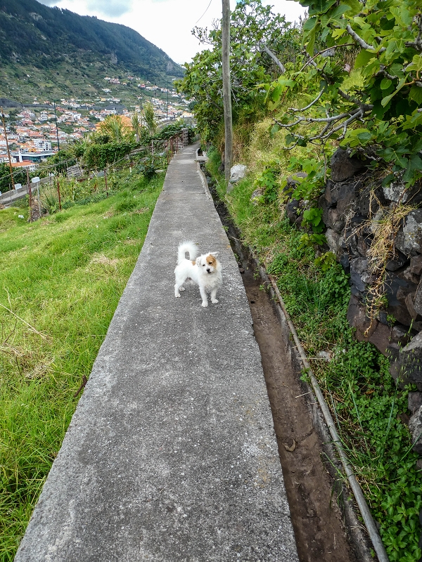 7 May 2019 Circular walk on two levadas around Machico — Back into civilisation — photo 17