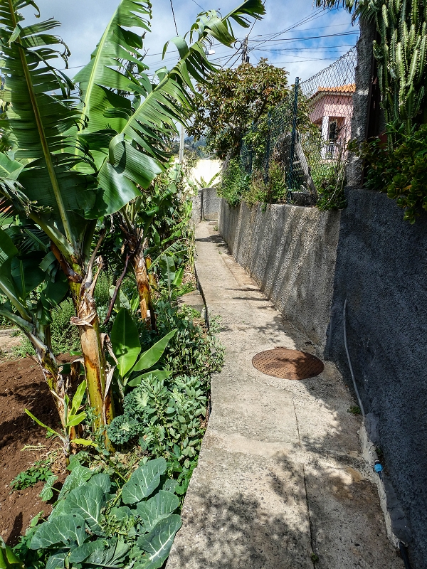 Levada do Desembarcadouro — Abschnitt 4 — Foto 8