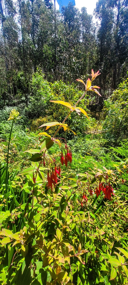 Levada Nova — Zwischen Lombo dos Castanheiros und Lombo da Ribeira Funda — Foto 4