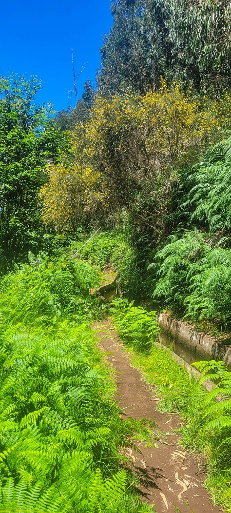 07.06.2024 Von Lombo zu Lombo auf der Levada Nova — Levadahaus auf dem Lombo dos Moinhos und Abstieg — Foto 7