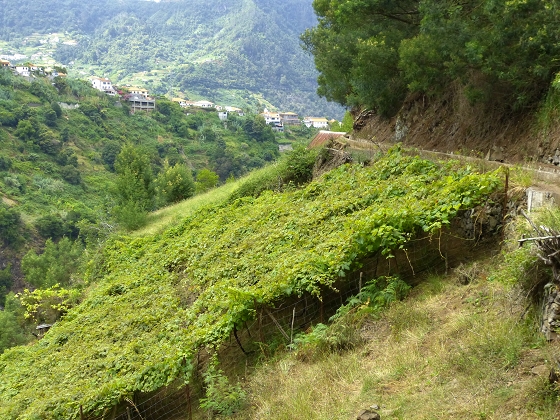 07.08.2013 Levada do Castelejo — Rückweg — Foto 28