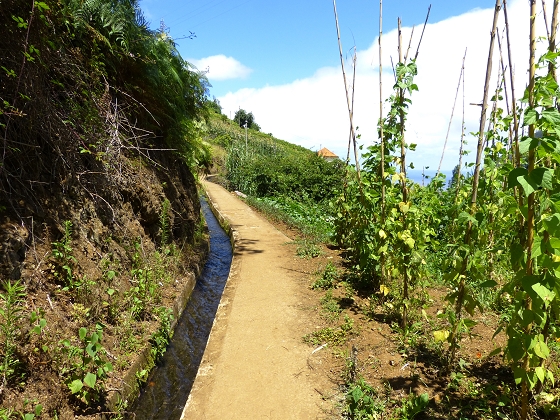 07.08.2013 Levada do Castelejo — Zur Madre der Levada do Castelejo — Foto 4
