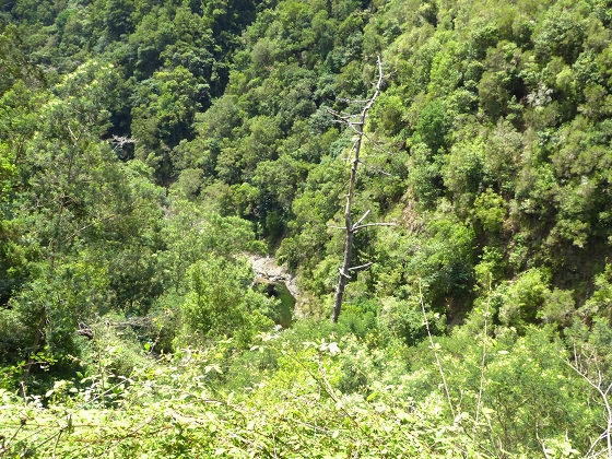 07.08.2013 Levada do Castelejo — Zur Madre der Levada do Castelejo — Foto 43