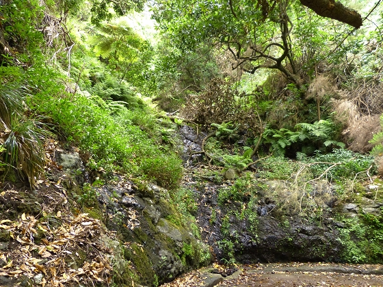 07.08.2013 Levada do Castelejo — Zur Madre der Levada do Castelejo — Foto 49