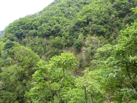 07.08.2013 Levada do Castelejo — Rückweg — Foto 4
