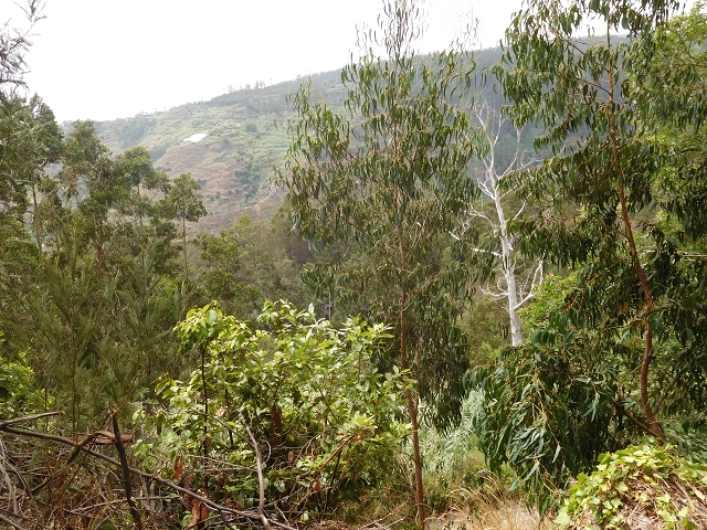 7 de agosto de 2015 Levada da Tabua e Nova — Na Levada de Tabua até à sua Madre — foto 10