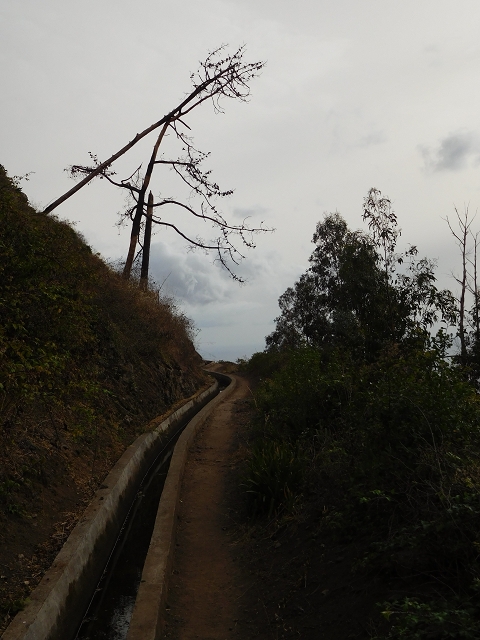 7 de agosto de 2015 Levada da Tabua e Nova — Na Levada Nova de volta a Corujeira — foto 43