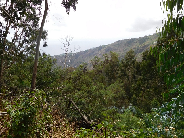 7 de agosto de 2015 Levada da Tabua e Nova — Na Levada de Tabua até à sua Madre — foto 11