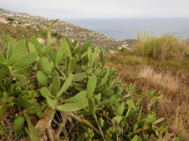7 de agosto de 2015 Levada da Tabua e Nova — Na Levada Nova de volta a Corujeira — foto 46