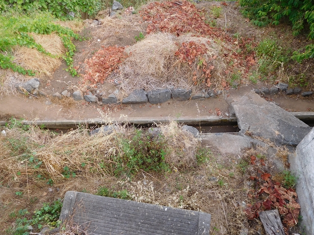 7 de agosto de 2015 Levada da Tabua e Nova — Na Levada Nova de volta a Corujeira — foto 55