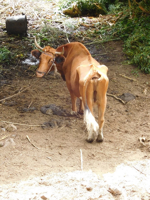 7 de agosto de 2015 Levada da Tabua e Nova — Na Levada de Tabua até à sua Madre — foto 18