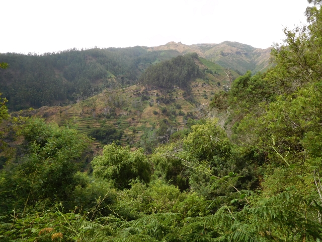 7 de agosto de 2015 Levada da Tabua e Nova — Na Levada de Tabua até à sua Madre — foto 19