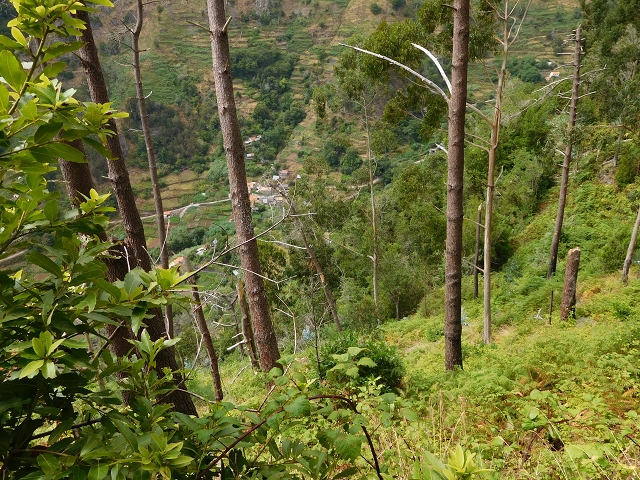 7 de agosto de 2015 Levada da Tabua e Nova — Na Levada de Tabua até à sua Madre — foto 20