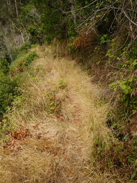 7 de agosto de 2015 Levada da Tabua e Nova — Na Levada de Tabua até à sua Madre — foto 21