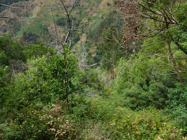 7 de agosto de 2015 Levada da Tabua e Nova — Na Levada de Tabua até à sua Madre — foto 24