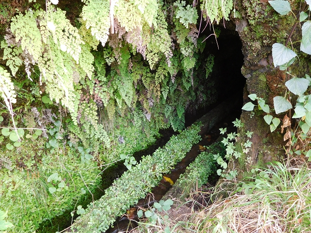 7 de agosto de 2015 Levada da Tabua e Nova — Na Levada de Tabua até à sua Madre — foto 31