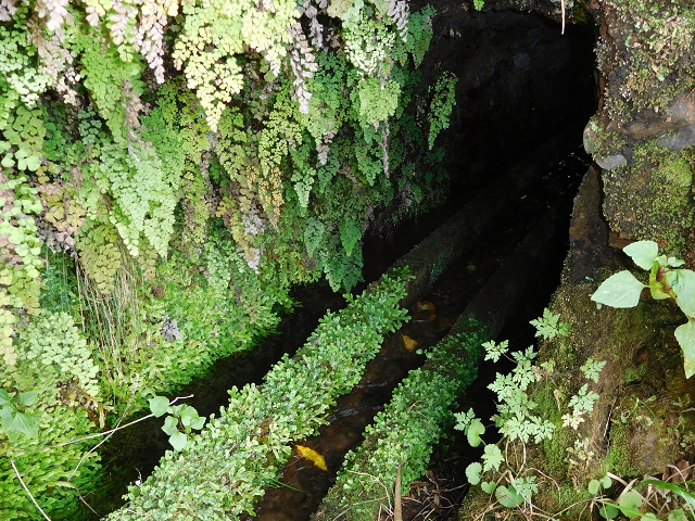 7 de agosto de 2015 Levada da Tabua e Nova — Na Levada de Tabua até à sua Madre — foto 32