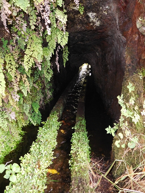 7 de agosto de 2015 Levada da Tabua e Nova — Na Levada de Tabua até à sua Madre — foto 33