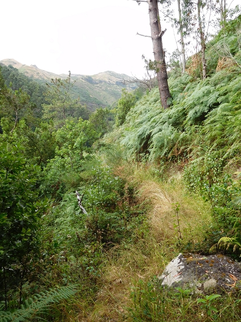7 de agosto de 2015 Levada da Tabua e Nova — Na Levada de Tabua até à sua Madre — foto 35