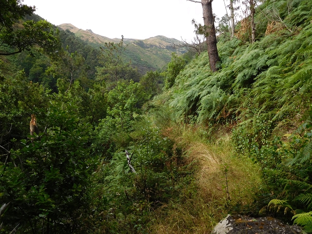 7 de agosto de 2015 Levada da Tabua e Nova — Na Levada de Tabua até à sua Madre — foto 36