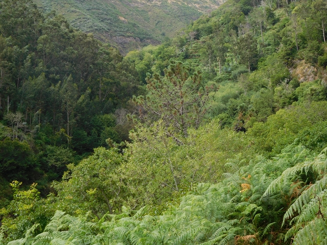 7 de agosto de 2015 Levada da Tabua e Nova — Na Levada de Tabua até à sua Madre — foto 37
