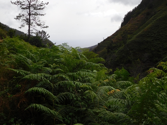 7 de agosto de 2015 Levada da Tabua e Nova — Na Levada de Tabua até à sua Madre — foto 38