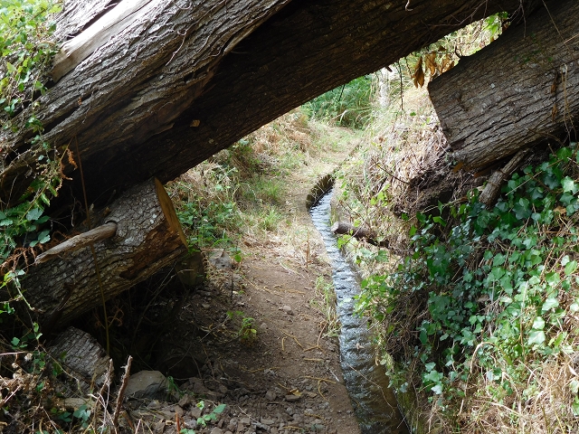 7 de agosto de 2015 Levada da Tabua e Nova — Na Levada de Tabua até à sua Madre — foto 40