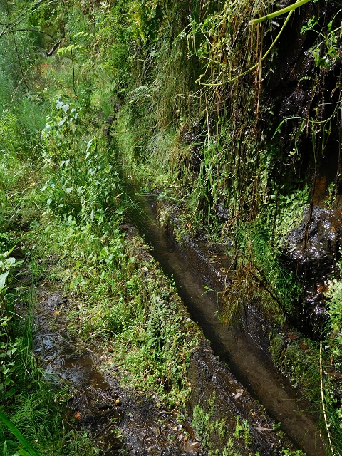 7 de agosto de 2015 Levada da Tabua e Nova — Na Levada de Tabua até à sua Madre — foto 42