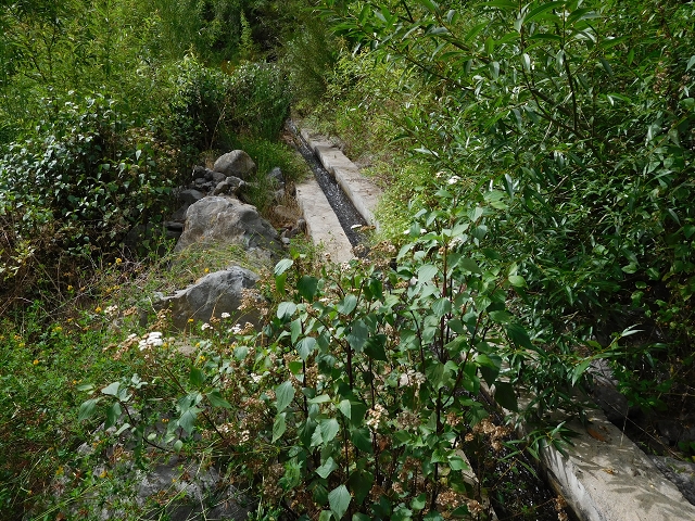7 de agosto de 2015 Levada da Tabua e Nova — Na Levada de Tabua até à sua Madre — foto 45